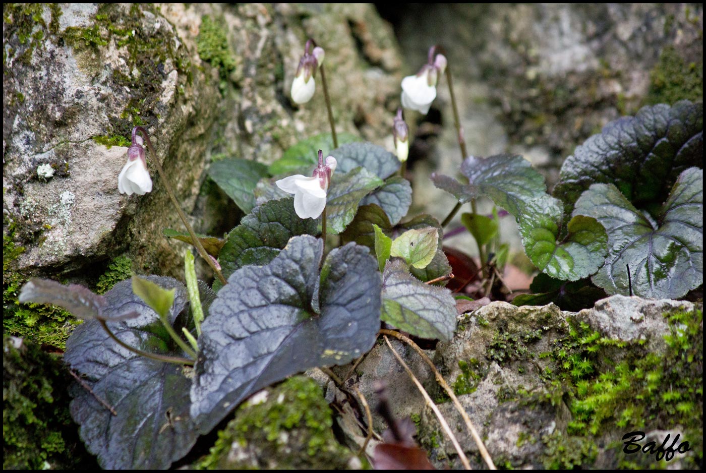 Viola alba / Viola bianca